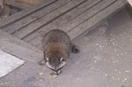 Parliamentary Raccoon